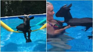 Capretta si rilassa in piscina
