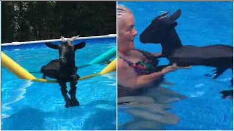 Capretta si rilassa in piscina