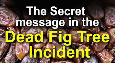The Secret Message in the Dead Fig Tree Incident