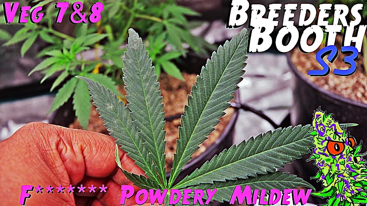 Breeders Booth S3 Ep. 5 | Veg Weeks 7 & 8 | F******* Powdery Mildew ( Goodbuds Genetics )
