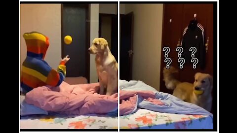 HOW FUNNY DOG SEARCHING FOR THE BOY