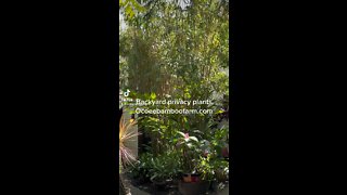 Backyard privacy plants in Florida with Clumping bamboo