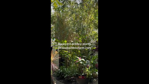 Backyard privacy plants in Florida with Clumping bamboo
