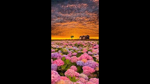 Golden hour and gorgeous flowers, dream house.