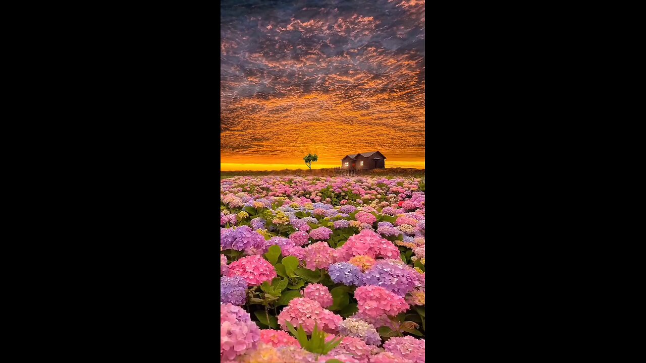 Golden hour and gorgeous flowers, dream house.