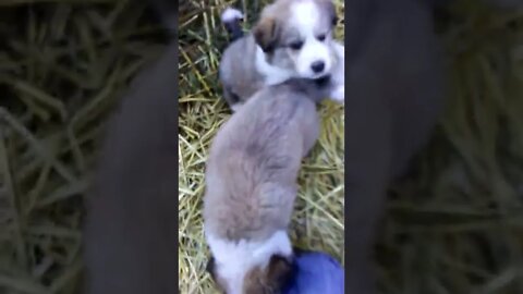 20220926 Puppies 2 Kijiji Ad