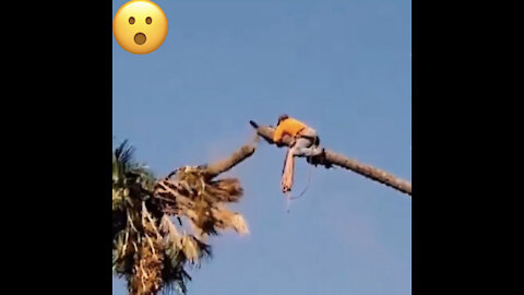 Casually cut down the palm tree 😮😲🙀