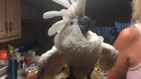 Funny Cockatoo Is Really Pissed And Blames his Master For Leaving Him