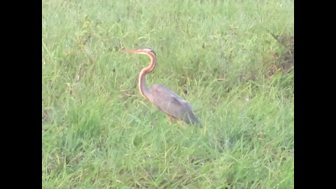 A shy Purple Heron
