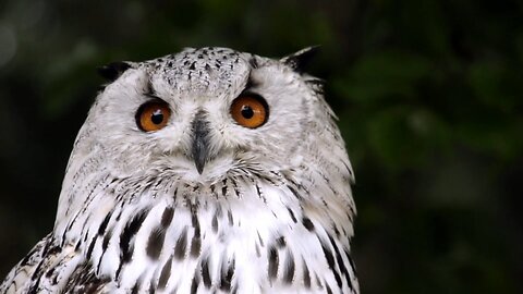 Exploring the Wonders of Wildlife in Their Unique and Enchanting Natural Environments