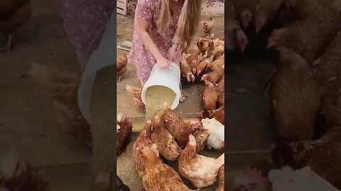 Evening Chores Routine ❤️#homesteader #homesteading #homestead #homesteadlife #chicken