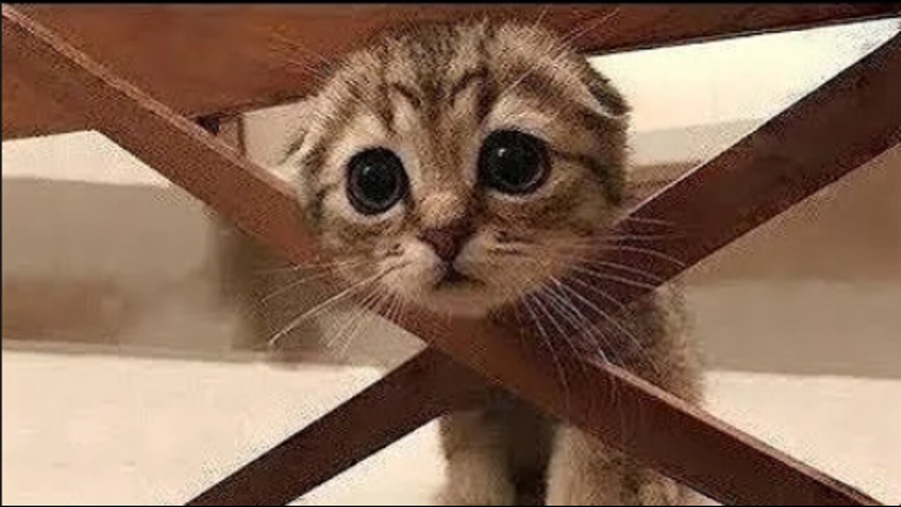 ๐Cute And Funny Pets | Try Not To Laugh To These Pets Compilation #7๐ Cutest Lands