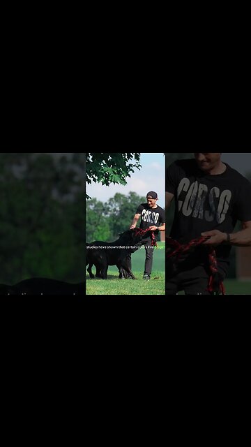 Cane Corso Colors & Markings #shorts #dog