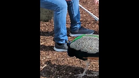 Feeding peacock #northernireland