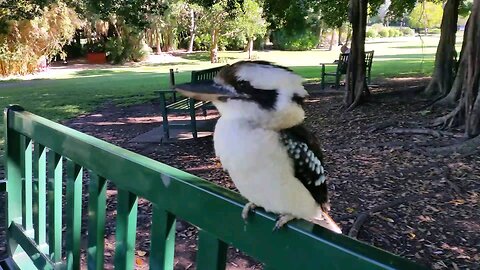 Kookaburra On Lunch Break