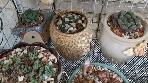 My collection succulents plants and Cactus | Plantita | Roosterjane