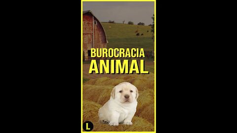 O Fazendão: a BURROCRACIA ESTATAL no mundo animal - parte 1 - #shorts