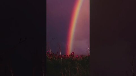 Rainbows And Wildflowers tiktok ellenpaige