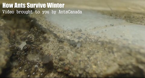 How Ants Survive the Winter