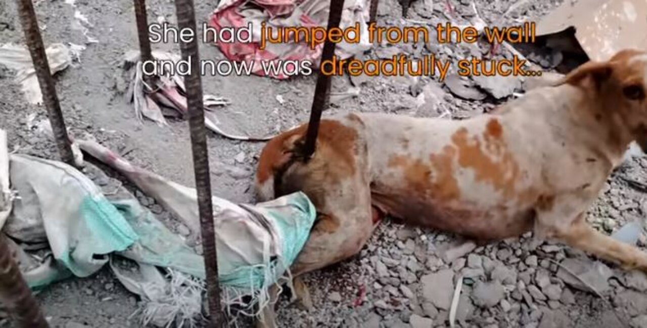 Impaled by a rod, dog in agony before rescue--beautiful recovery.