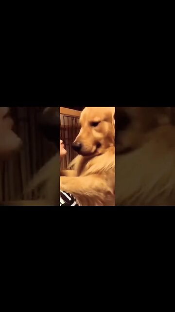 This pup was adopted from a kennel and this was his reaction to new family #viral #foryou #shorts