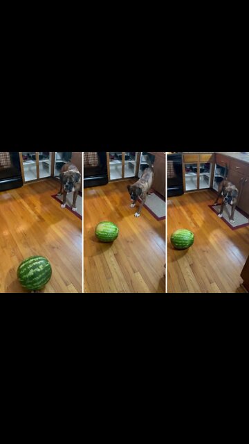 Pup has absolutely no idea what to do with watermelon