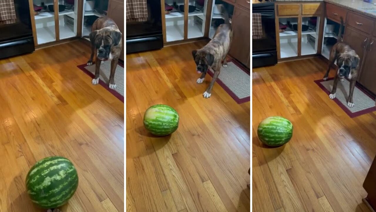 Pup has absolutely no idea what to do with watermelon