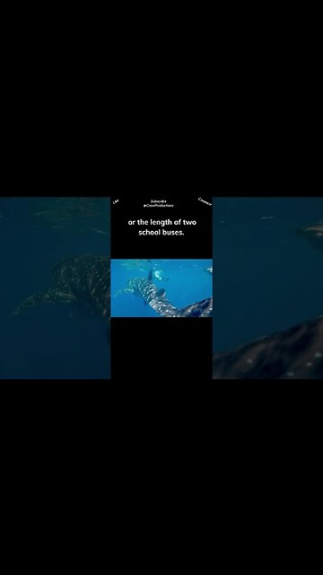 The biggest fish in the world is the giant whale shark #fish #shorts