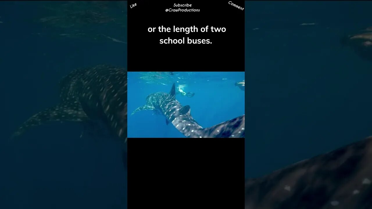 The biggest fish in the world is the giant whale shark #fish #shorts