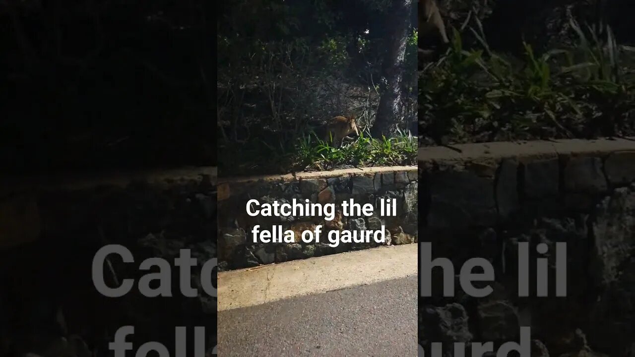 wow😲! #shorts #short #youtube #subscribe #sub #youtuber #kangaroo #wildlife #animals #scary #wow #4k