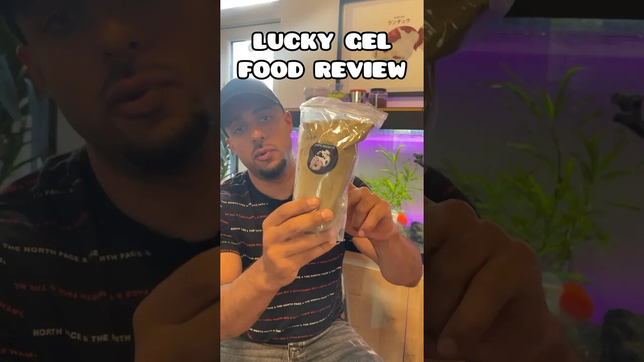 LUCKY’S GEL FOOD REVIEW @luckysranchusuk8993 #fancygoldfish #goldfish #fishfood #repashy