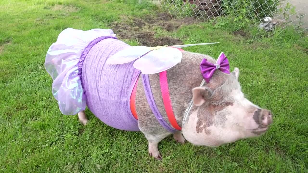 If you've been to Eaton Rapids, you may have noticed a pig with personality walking down the street dressed up "to the nines."