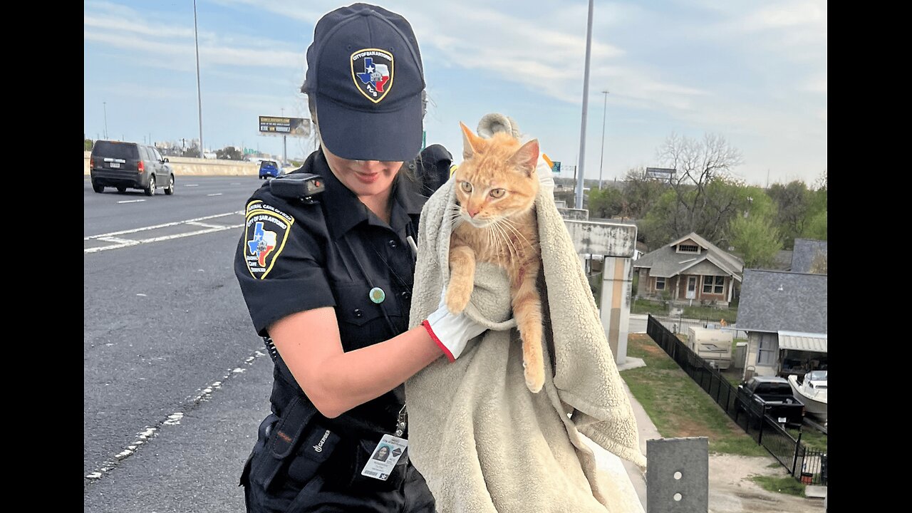 Rescue cat , so very emotional video