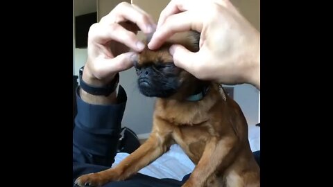 Eye massage for puppies