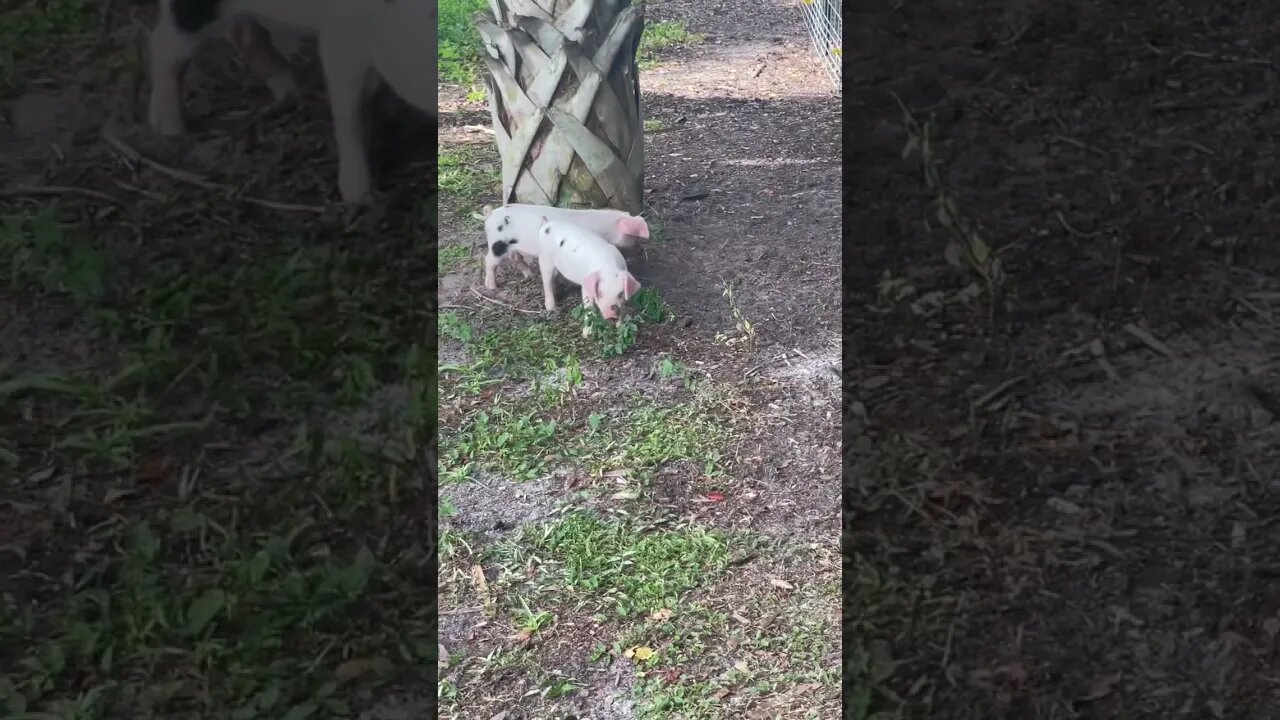 Special Piglets #piglet #piglets #pig #pigs #yourspecial