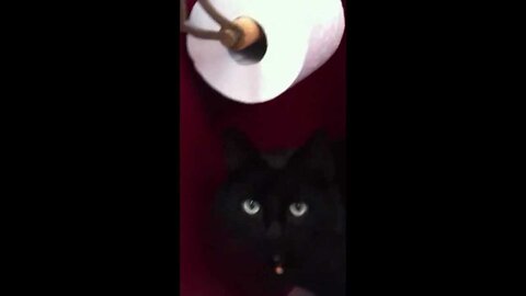 Charlie Cat is Angry and Boxes the Toilet Roll
