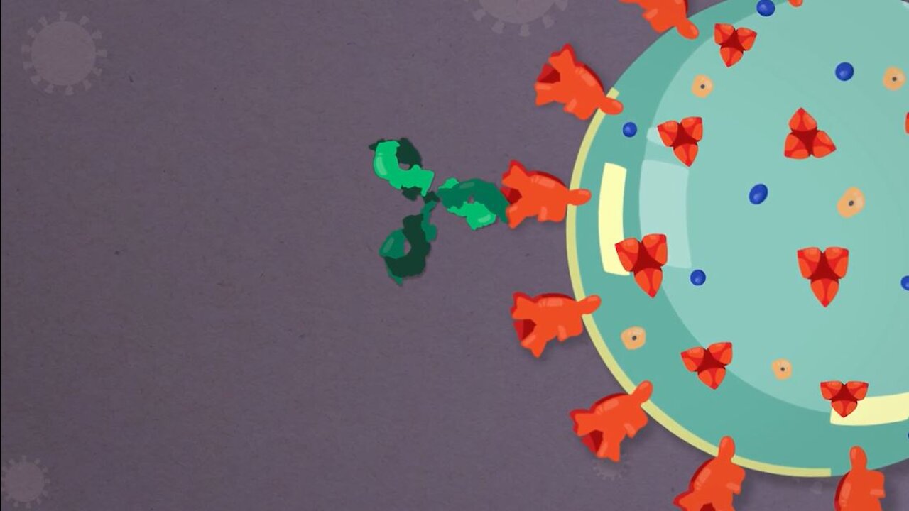 How antibodies neutralize the coronavirus