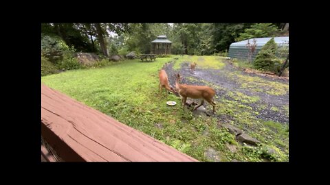 NW NC Appalachia Lunchtime at The Treehouse 🌳 Doe / Deer 🦌 Pinky & Chrissy 🦌 fawn Suzie 🦌