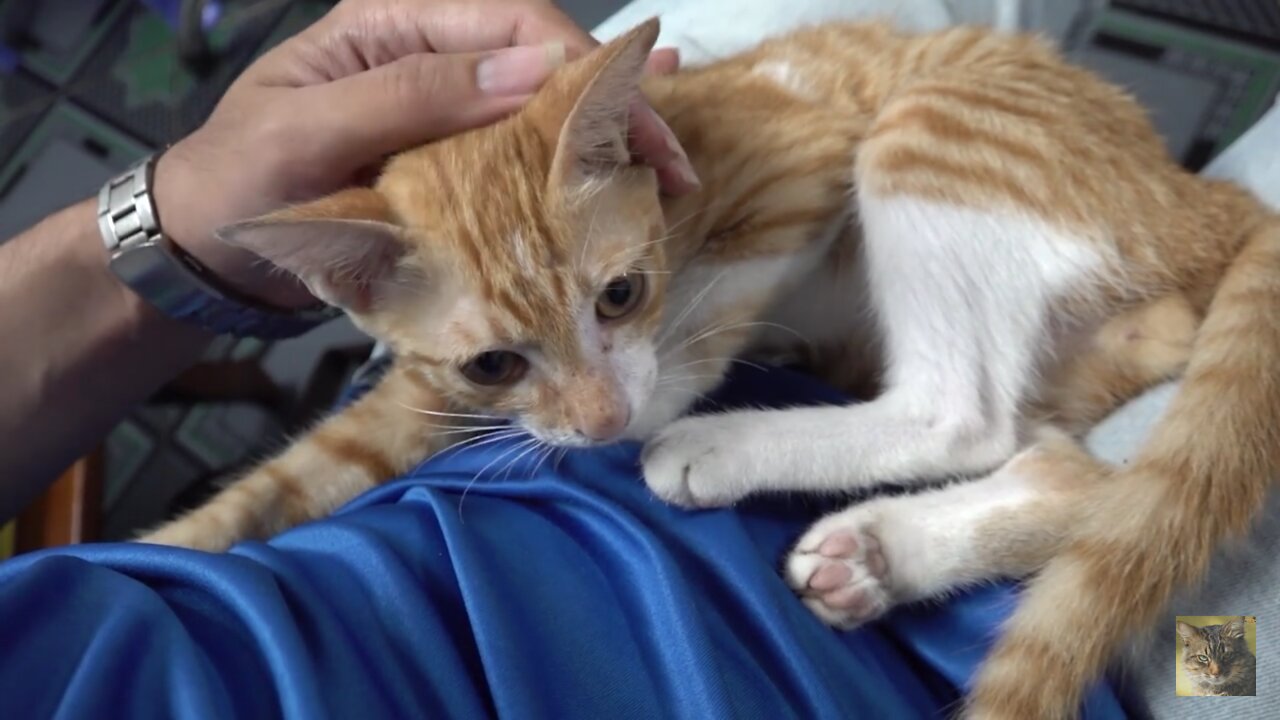 How cats react when seeing stranger 1st time - running or being friendly? / viral cat