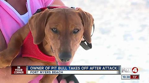 Owner of Pit Bull Takes off After Puppy Attack