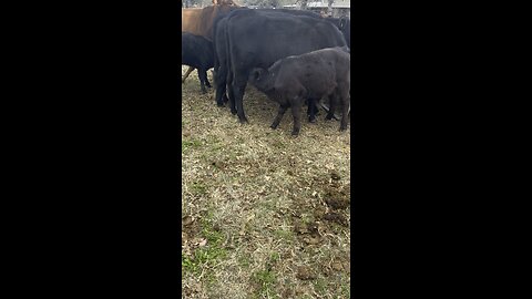 Nursing calf