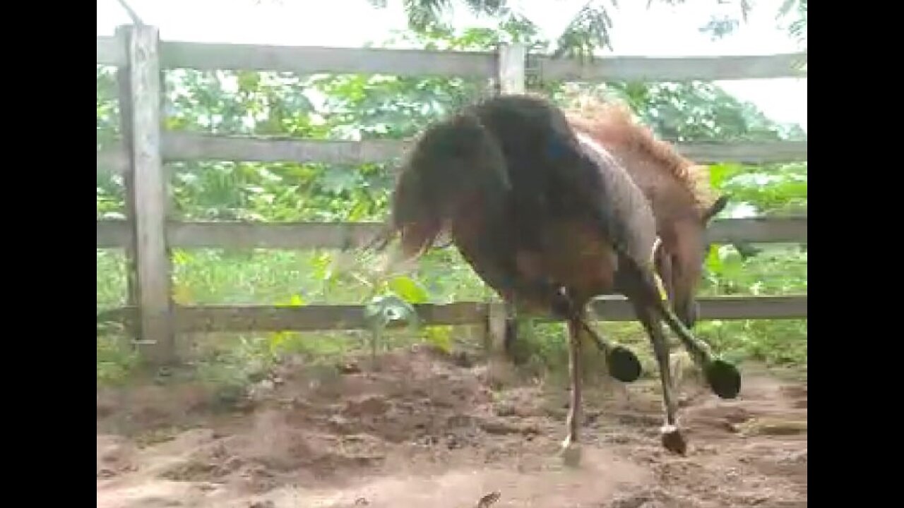 jump horse