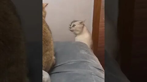 CUTE CAT MEOW MEOW #shorts #viral