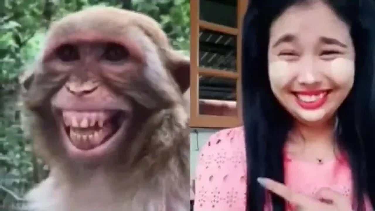 Troll Prank Dog Funny & fake Lion and Fake Tiger Prank To dog & Huge Box Prank to dog