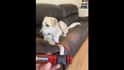 Baxter the Dog Loves to Watch Airplanes