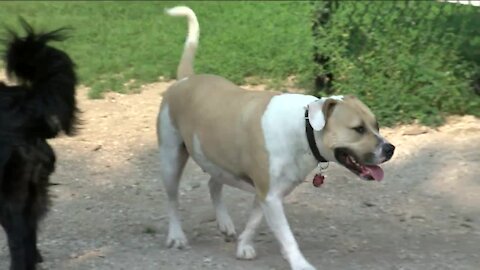 How to keep your dogs calm during Fourth of July fireworks