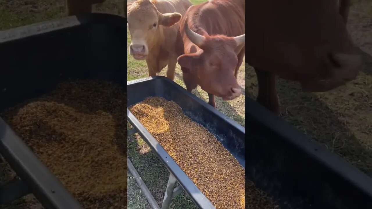 4 of a kind! #chicks #chicken #cowvideos #cow #cattle #turtle #cattlefarm #turtlepond