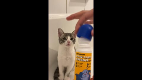 Cat Care Routine