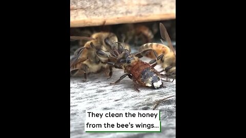 Bees Try To Save Their Friend's Life!