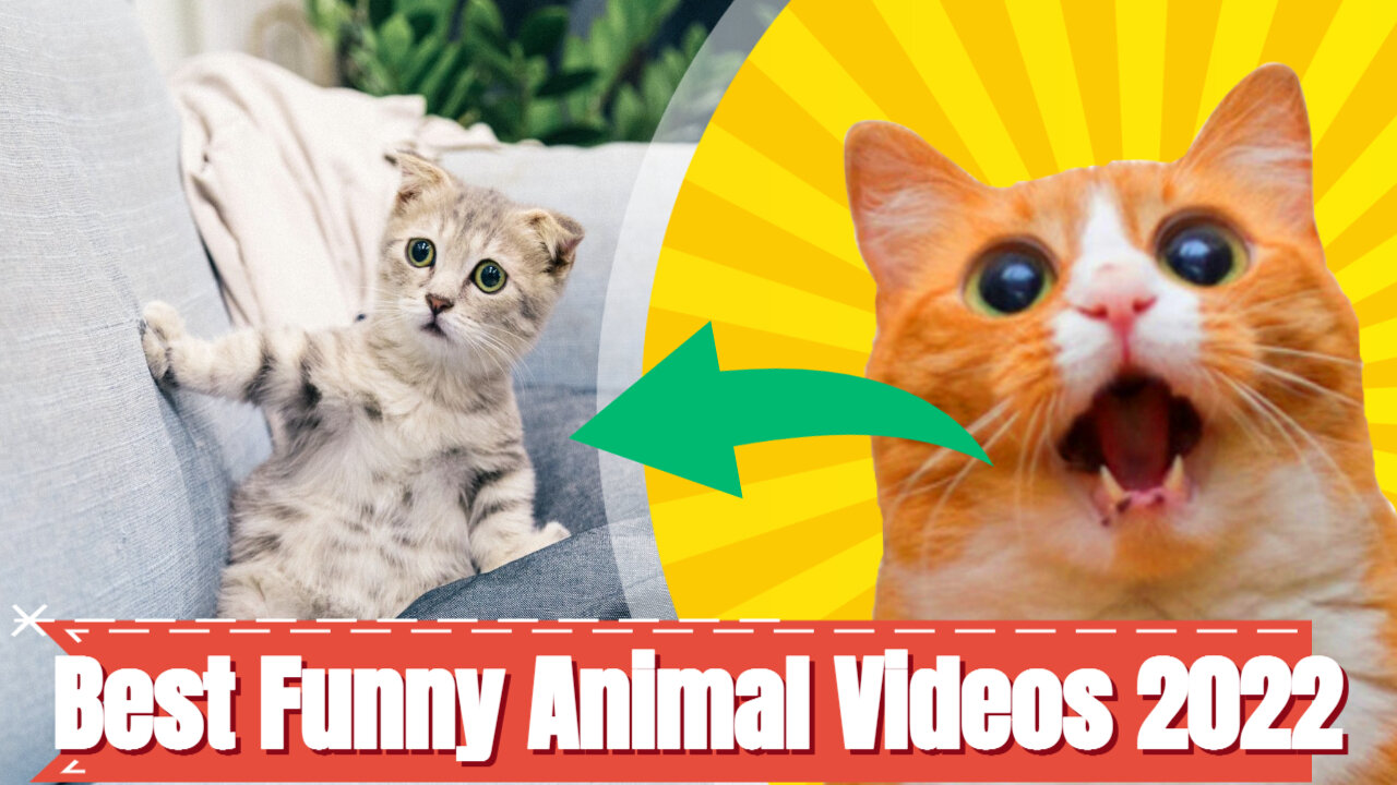 Best Funny Animal Videos 2022 😂 - Funniest Dog & Cat Videos 😻#1